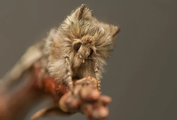 Achyla flavicornis — Zdjęcie stockowe