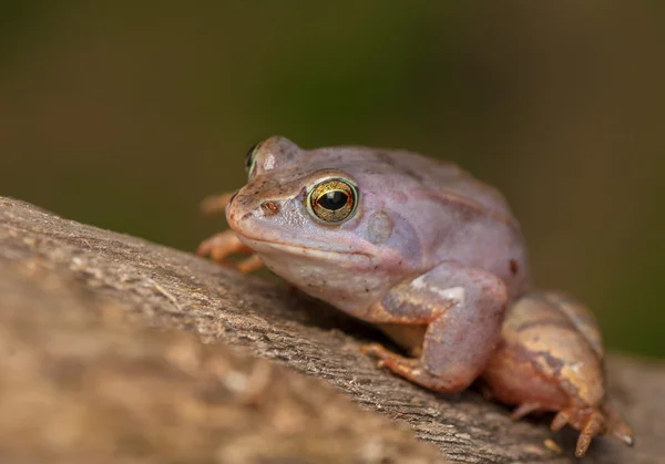 Grenouille Maure — Photo