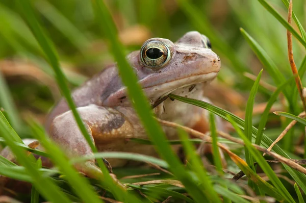 Moorfrosch — Stockfoto