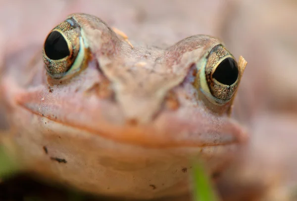 Moorfrosch — Stockfoto