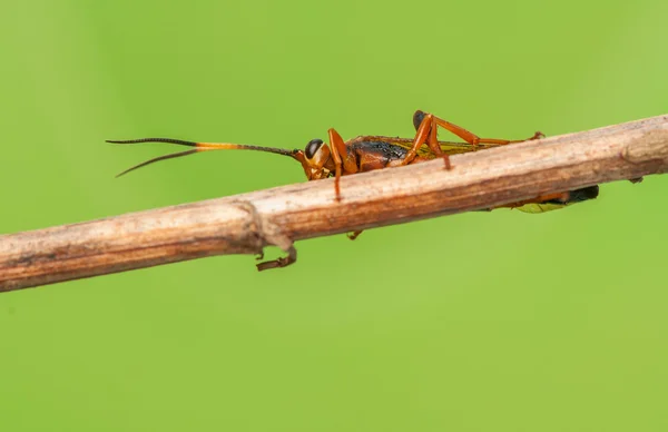 Callajoppa exaltatoria — Stockfoto