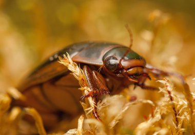 Dytiscus marginalis