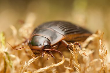 Dytiscus marginalis