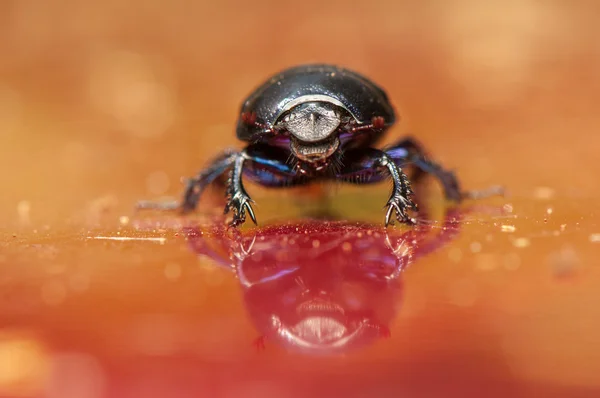 Geotrupes stercorarius — Stock fotografie