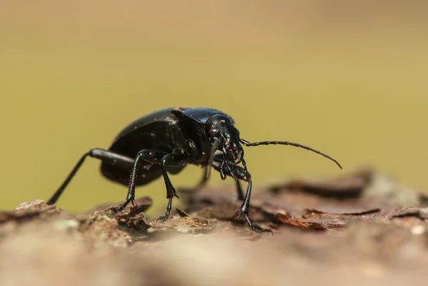 Carabus glabratus — Foto Stock