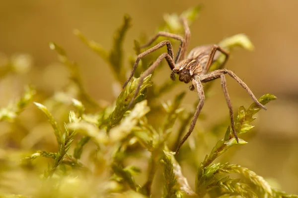 Pisaura mirabilis — Stockfoto