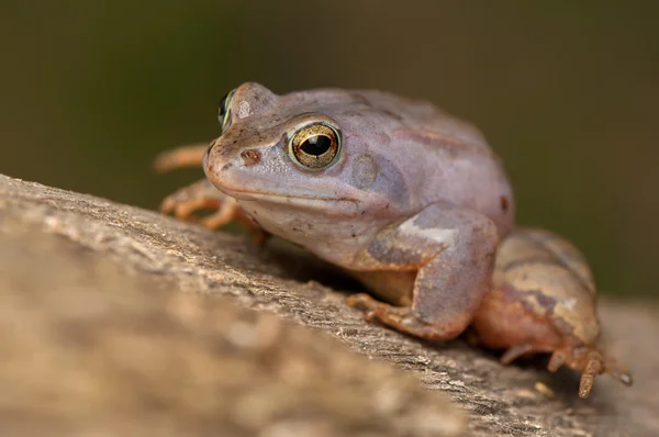 Moor frog — Stock Photo, Image