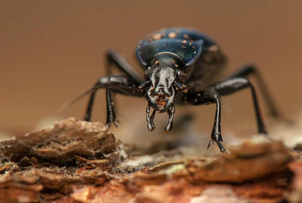 Carabus glabratus — Stock Photo, Image