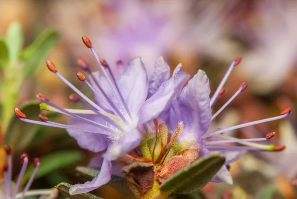 Azalea — Zdjęcie stockowe