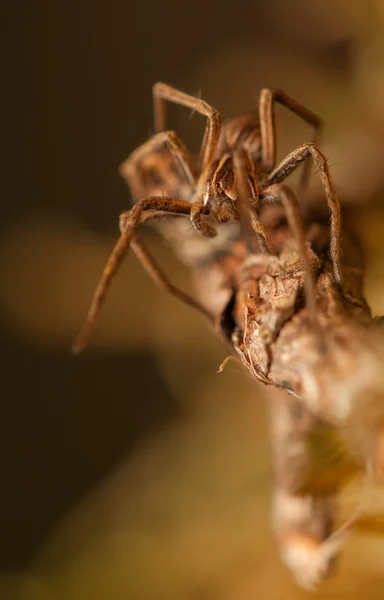 Pisaura mirabilis — Foto de Stock