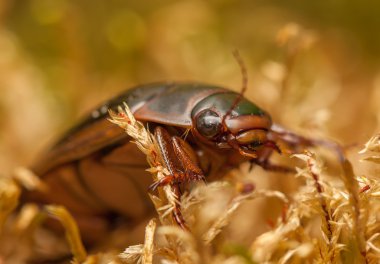Dytiscus marginalis