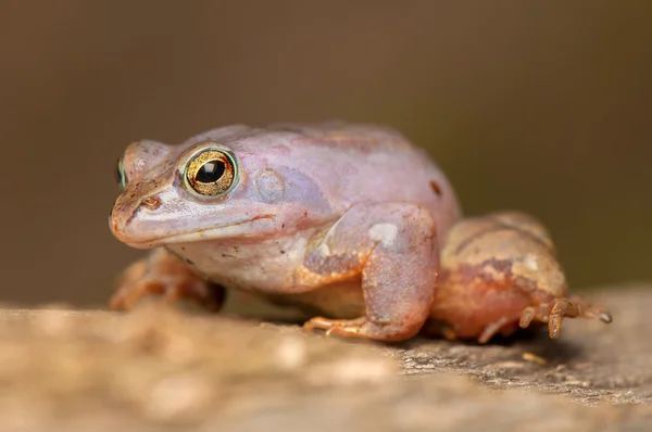 Moorfrosch — Stockfoto