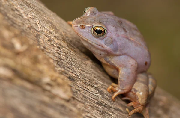 Moor frog — Stock Photo, Image