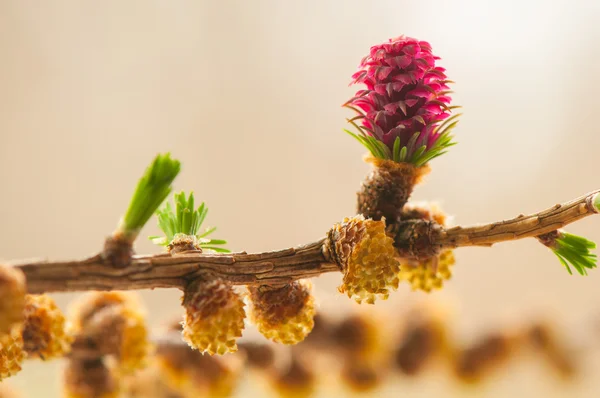 Fiore di larice — Foto Stock