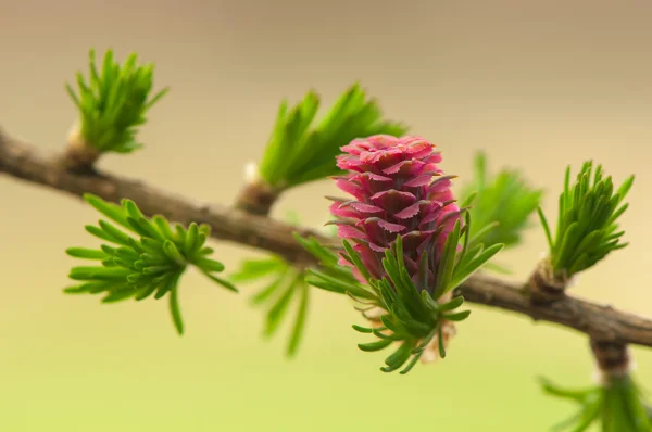 Fiore di larice — Foto Stock