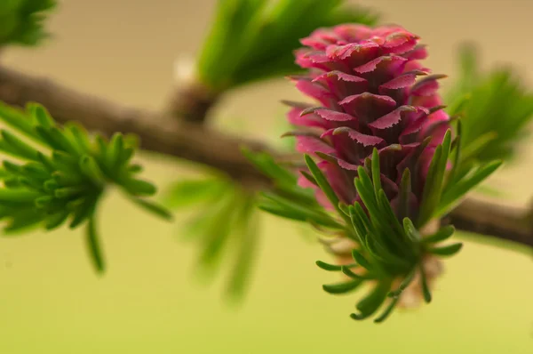 Fiore di larice — Foto Stock