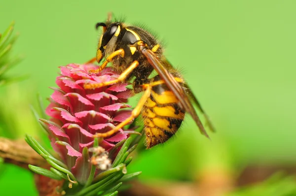 Lariks bloem en wasp — Stockfoto