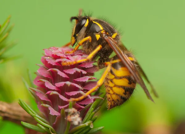 Larch flower and wasp — Stock Photo, Image