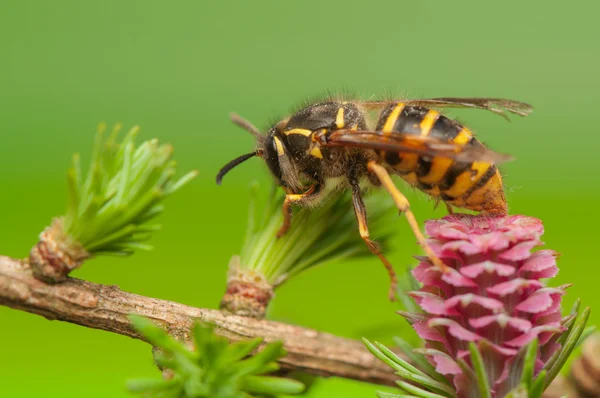 Květ modřínu a wasp — Stock fotografie