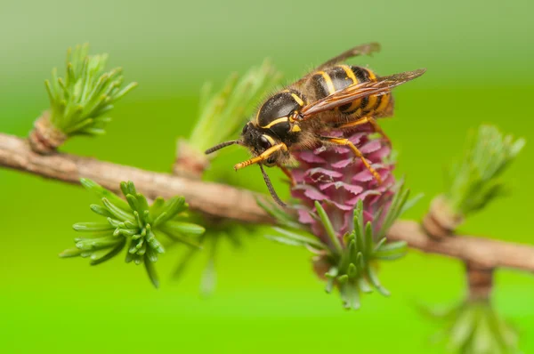 Larício flor e vespa — Fotografia de Stock