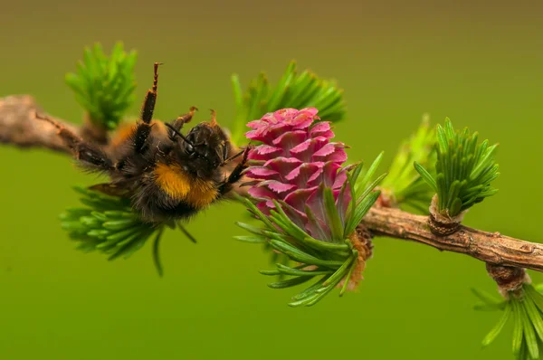 Larch flower — Stock Photo, Image