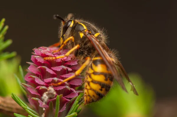 Květ modřínu a wasp Stock Obrázky