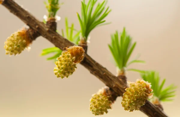 Larício flor — Fotografia de Stock