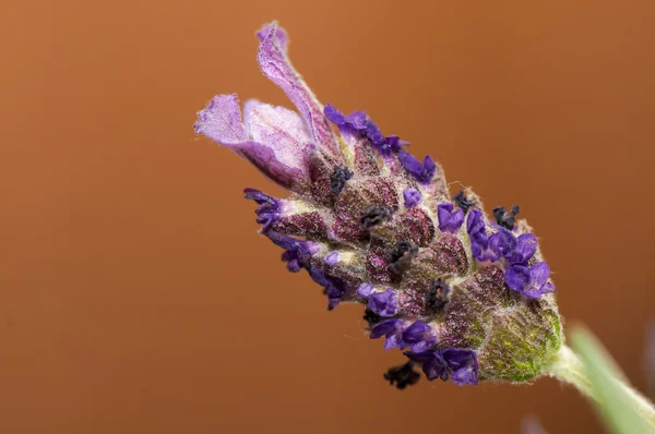 Lavandula — Photo