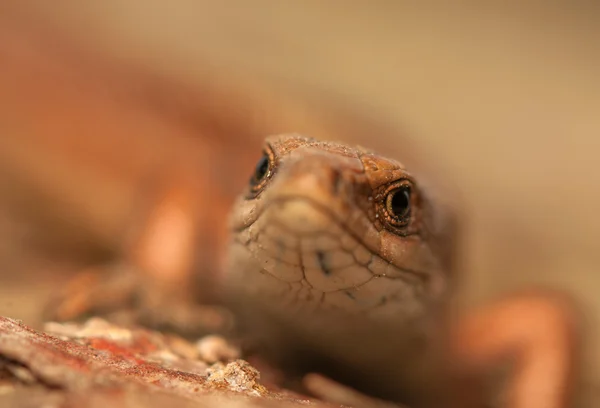 Zootoca vivipara — Stok fotoğraf