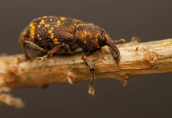 Hylobius abietis — Foto de Stock