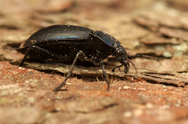 Carabus glabratus — Fotografia de Stock