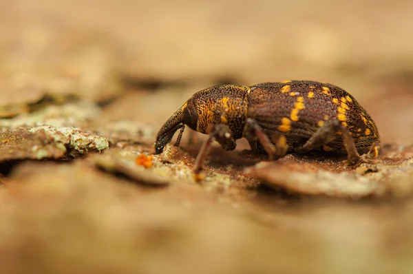 Hilobius abietis — Fotografia de Stock