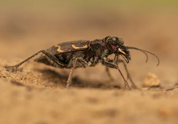 Cicindela hybrida — Stock fotografie