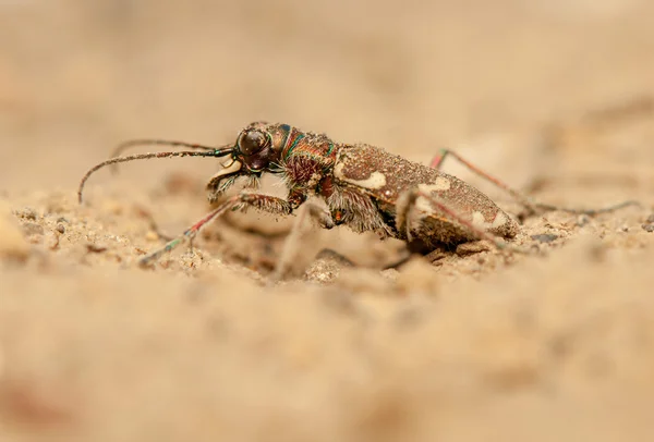 Cicindela hybrida — Φωτογραφία Αρχείου