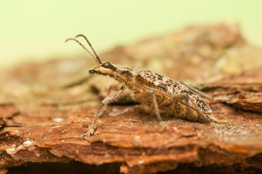 rhagium Engizisyon Mahkemesi