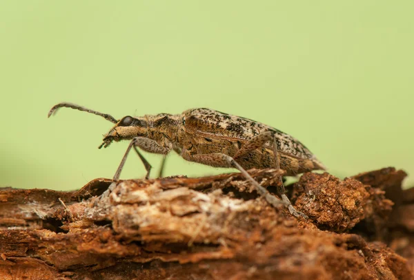 Rhagium 调查官 — 图库照片