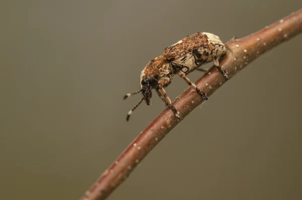 Platystomos albinus — Stok fotoğraf