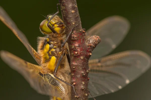 Libellula quadrimaculata — Stok fotoğraf