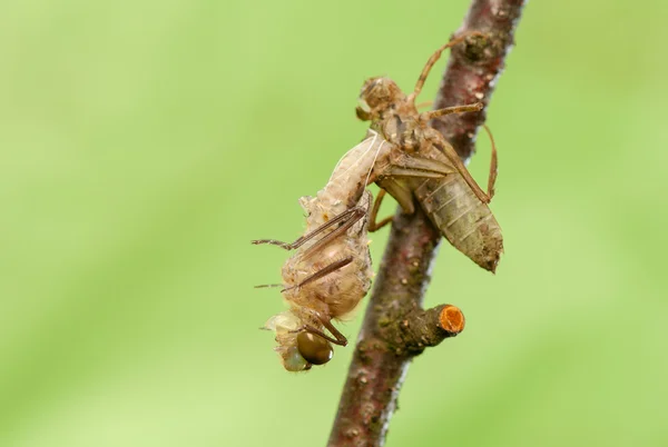 Libellula quadrimaculata — Photo