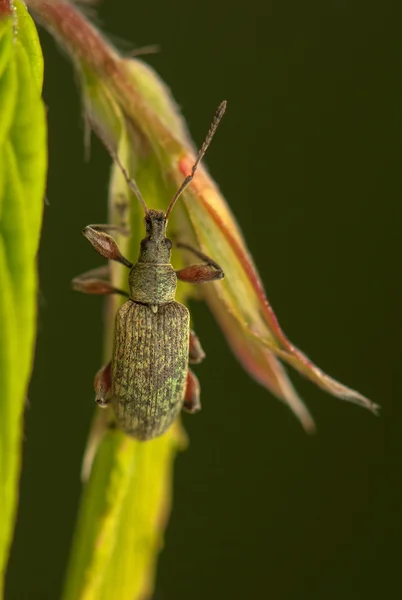 Phyllobius — Foto de Stock