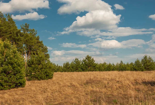 Skog — Stockfoto