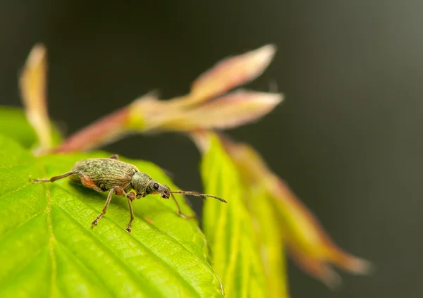 Phyllobius — Foto de Stock