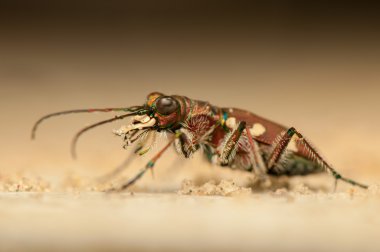 cicindela boş