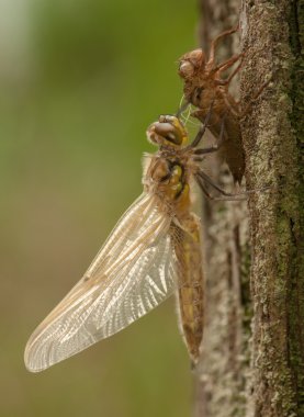 Libellula quadrimaculata