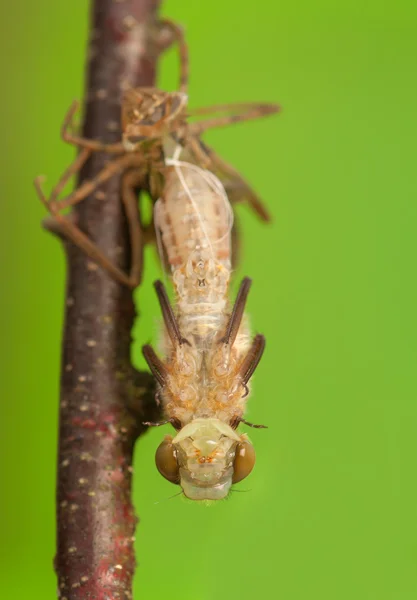 Libellula quadrimaculata — 스톡 사진