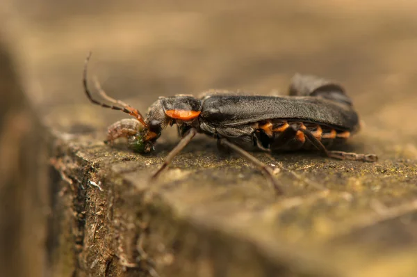 Cantharis fusca — Foto Stock