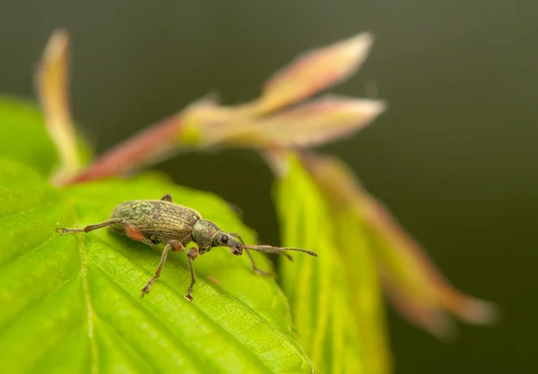 Phyllobius — Foto de Stock