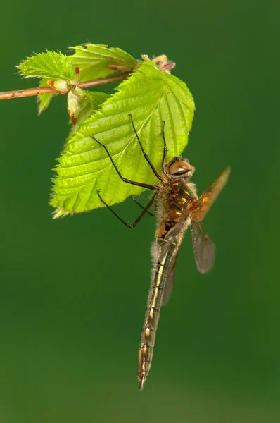 Cordulia aenea — Stok Foto