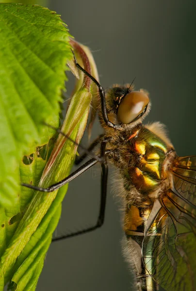 Cordulia aenea — Stockfoto