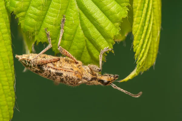 Rhagium inquisitor — Stockfoto